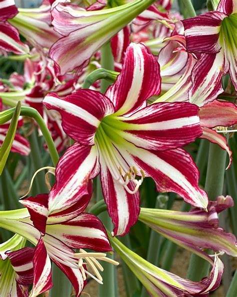 Amaryllis Santiago Bulbs — Buy Hippeastrum Trumpet Group Santiago