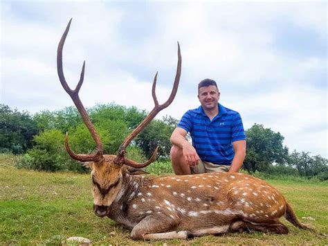 Axis Deer Hunting 60 Species Available To Hunt Ox Ranch