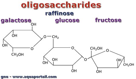 Oligosaccharide définition et explications