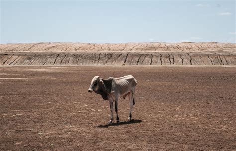 Le réchauffement climatique à lorigine de la sécheresse historique