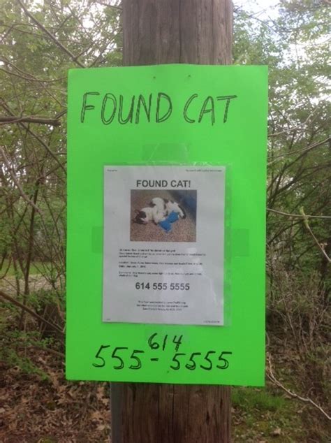 Lost Cat Pet Fbi