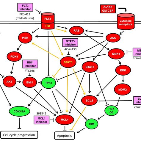 Schematic Representation Of Stat Signaling Pathways In Myeloid Cells