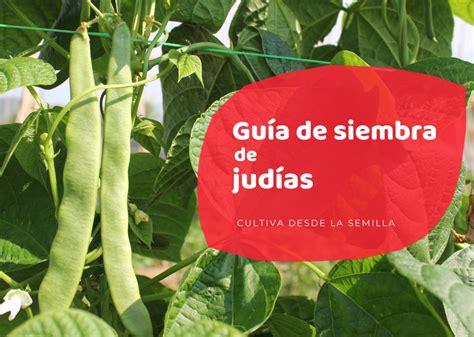 La judía planta beneficios cuidados y consejos para cultivarla con