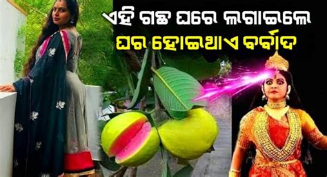 ପୁରା ଘର ନଷ୍ଟ ହୋଇଯାଏ ଏହି ଗୋଟିଏ ଗଛ ଘରେ କେବେ ବି ଲଗାନ୍ତୁ ନାହିଁ ଖାସ କରି