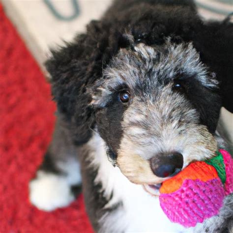 Aussiedoodle (Australian Shepherd + Poodle) Puppies: The Ultimate Guide