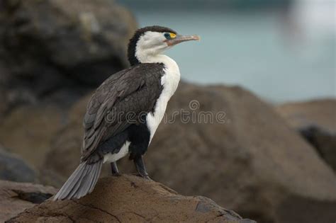 Grote Aalscholver Phalacrocorax Carbo Grote Aalscholver Die Zijn