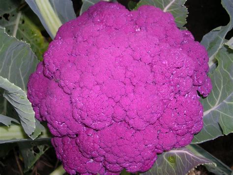 how to grow cauliflower 1