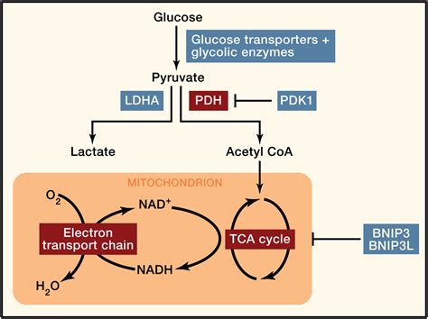 Hypoxia Inducible Factors In Physiology And Medicine Cell