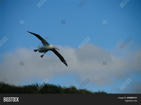 Wandering Albatross Image & Photo (Free Trial) | Bigstock