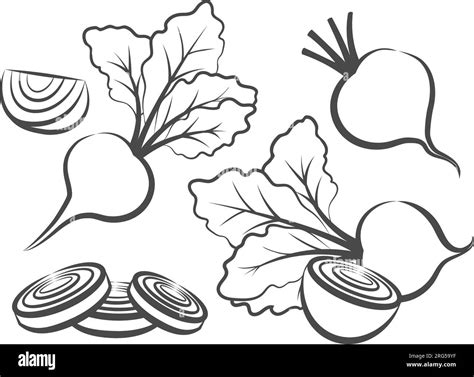 Beetroot Outline Sketch Stock Vector Image Art Alamy