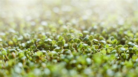 Fondo De Follaje Microverde Hoja De Guisante Hortalizas Germinadas A