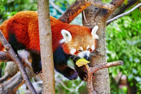 Premium Photo Red Panda In Its Natural Habitat Of The Wild