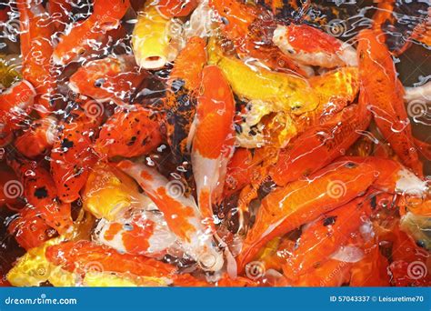 Carpa Ou Peixes Extravagantes Do Koi Imagem De Stock Imagem De Vida