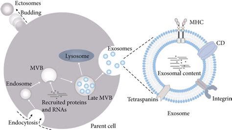 Exosomes And Mirna Regulatory Network In Neurodegenerative Diseases