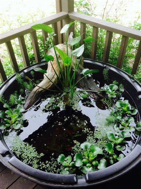 Stunning Diy Mini Ponds In A Pot Https Gardenmagz Diy Mini