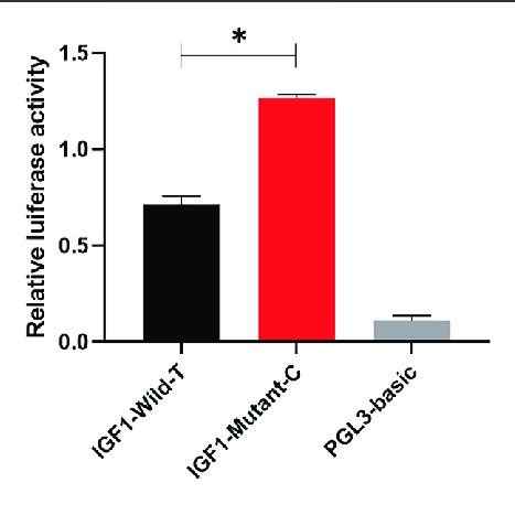 | Effect of mutations on the promoter activity of IGF1. IGF1-Mutant-C ... 
