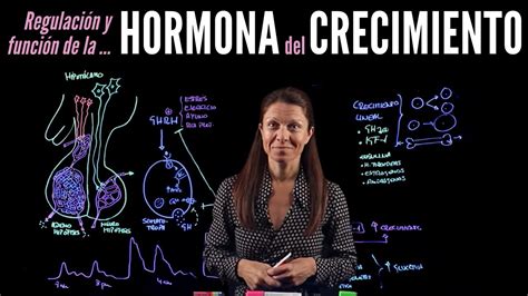 Fisiolog A Endocrina Ii Hormonas Del Crecimiento Youtube