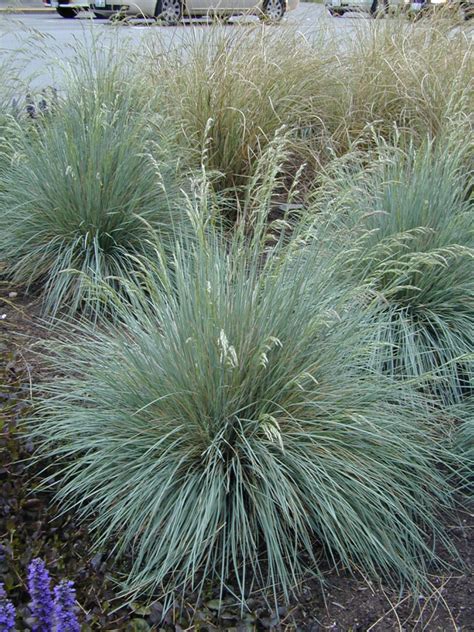 Helictotrichon sempervirens Blue Oat Grass - Plants4Home