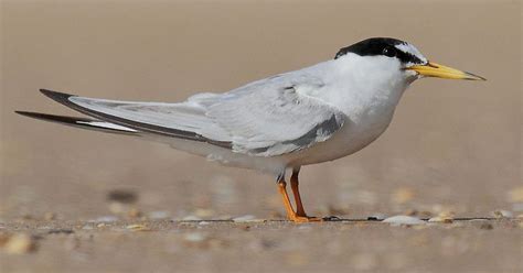 Little Tern Bird Facts Sternula Albifrons Bird Fact