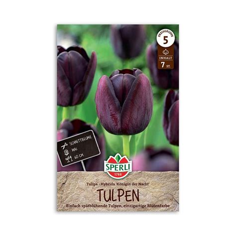 Køb tulipanløg: Tulipaner "Queen of night" - 7 løg