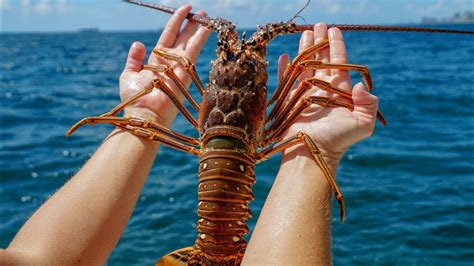 Big Spiny Lobster Catch N Cook Fort Lauderdale Lobster Diving