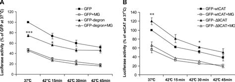 Opposing Effects By Gfp Degron And Gfp Cat On Chaperone Mediated