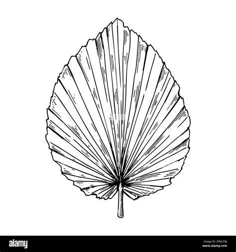 Anahaw Leaf Drawing