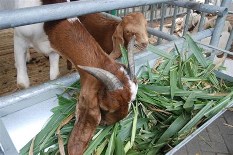 Tanaman Pakan Kambing Cepat Tumbuh Rumah Mesin