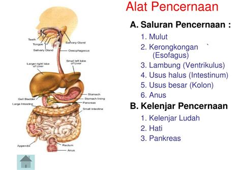 sistem pencernaan manusia powerpoint