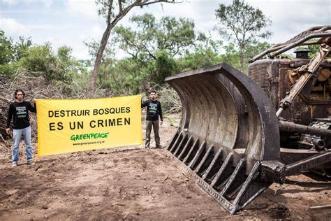 Deforestaci N En Salta La Desaparici N De Los Bosques Nativos Aproxima