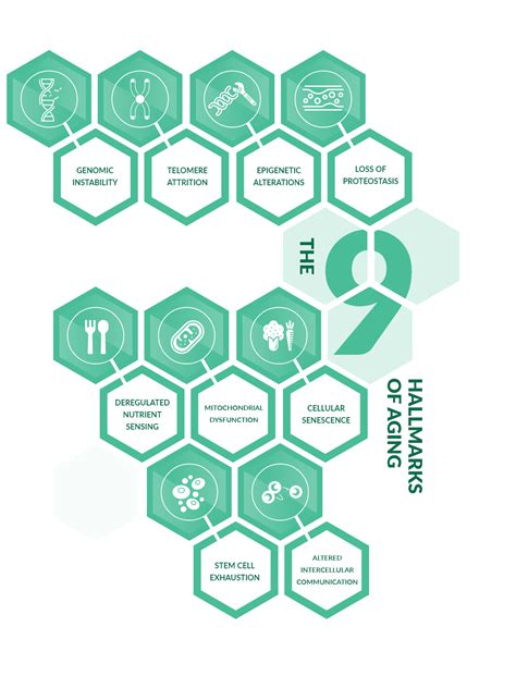 Pyrroloquinoline PQQ: Longevity Benefits & Research | Rejuve+ – Rejuve+ ...