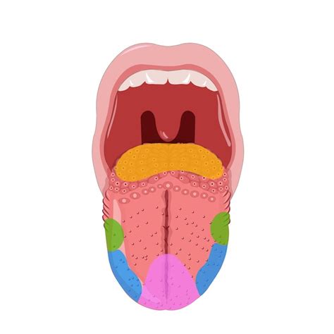 Tongue anatomy | Premium Vector