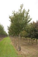 Клён остролистный Роял Ред описание сорта