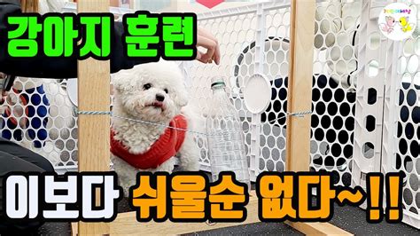 개린이 훈련 강아지 손 터치 훈련 알려주기 Puppy Hand Touch Training Youtube