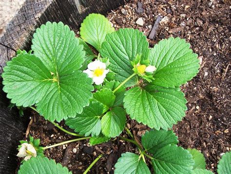 Strawberry Fragaria X Ananassa Seascape In The Strawberries Database