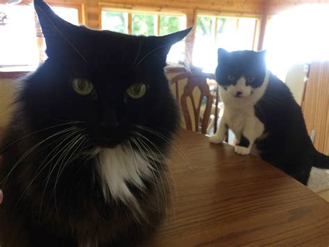 Solve The Owl And The Pussy Cat Jigsaw Puzzle Online With Pieces