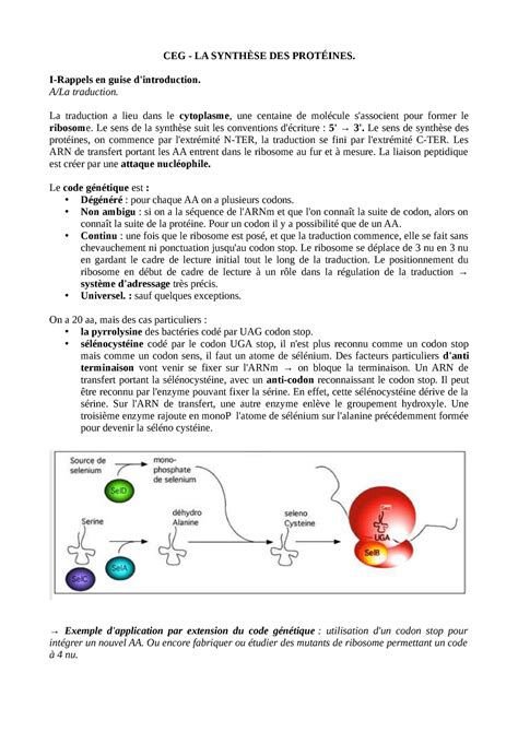 La Synth Se Des Prot Ines Ceg La Synth Se Des Prot Ines I Rappels