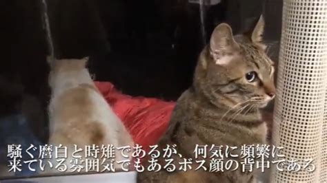 ボス顔猫、襲来。窓ガラス越しに家猫たちと対面すると、お尻を嗅がれてしまうカオス展開に ニコニコニュース