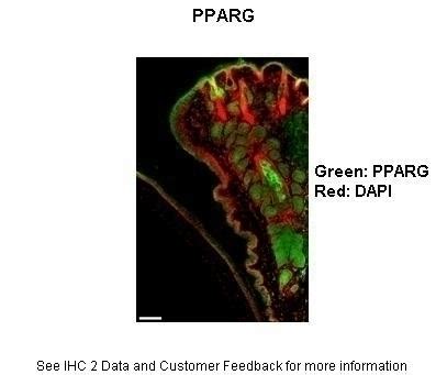 pparg antibody cat    prosci