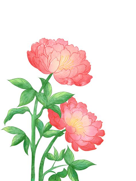 Flores De Peonía Estilo Acuarela Dibujadas A Mano Png Elemento Gratis Medicina Png Y Psd