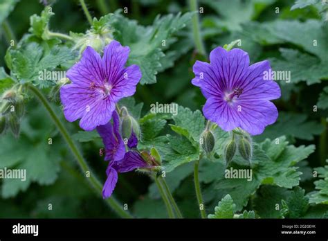 Johnsons Blue Cranesbill Geraniums Stock Photo Alamy