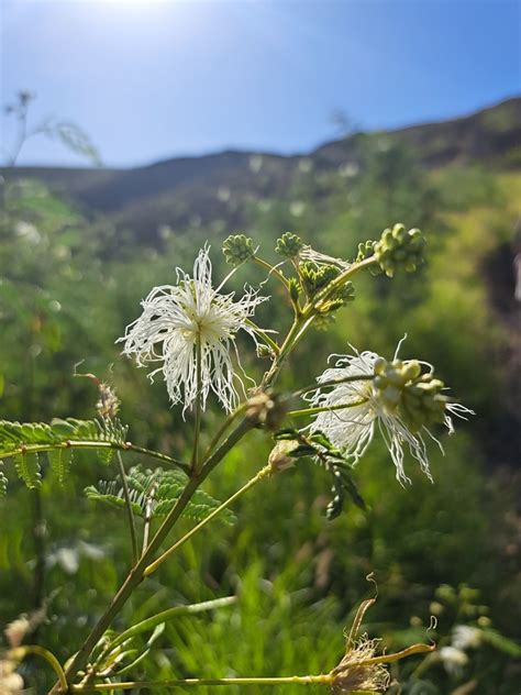 Desmanthus Fruticosus From La Paz MX BS MX On November 21 2023 At 02