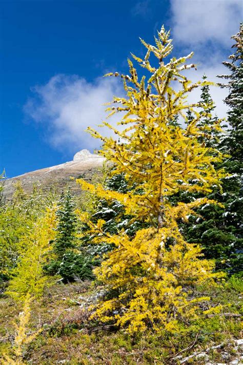 22 Amazing Larch Hikes In Alberta Travel Banff Canada