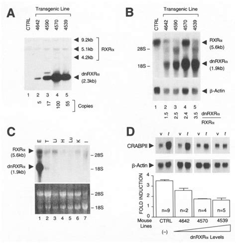 Figure From Suprabasal Expression Of A Dominant Negative Rxr Alpha