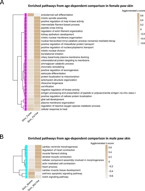 Figures And Data In Deep Proteome Profiling Reveals Signatures Of Age