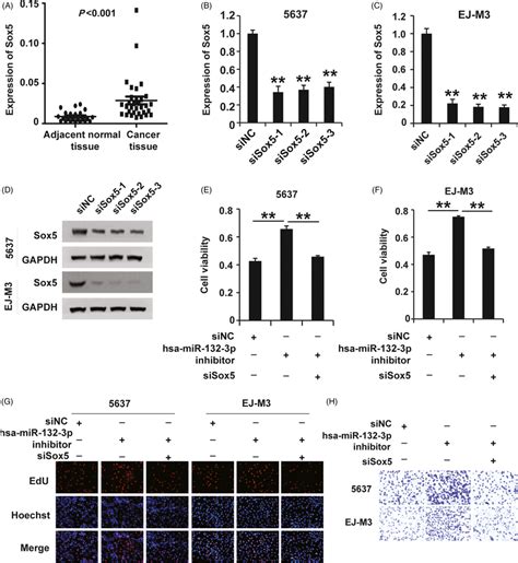 Hsamir P Plays A Role In Regulating Sox Expression In Bc A