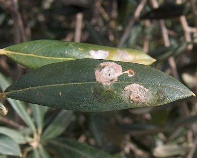 Tignola Verde Dell Olivo Margaronia