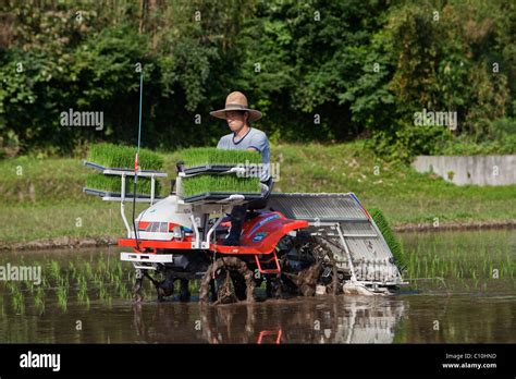 Japanese Rice Farmer Rides A Tractor To Plant A Flooded Rice Field With