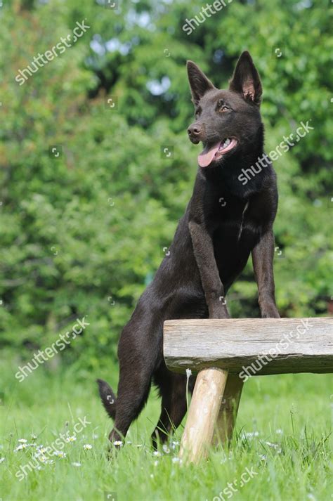 Australian Kelpie Chocolate Coloured Standing Halfway Editorial Stock ...