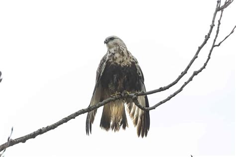 Hawks In Virginia: 7 Must-See Species That Call This State Home